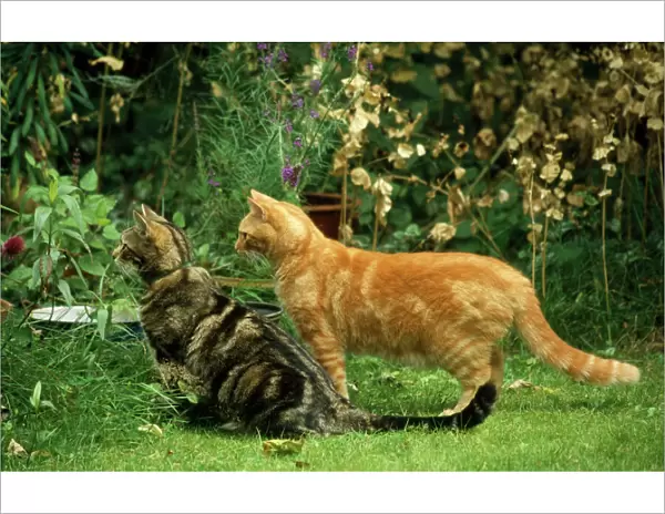 Cat - Tabby & Ginger friends watching
