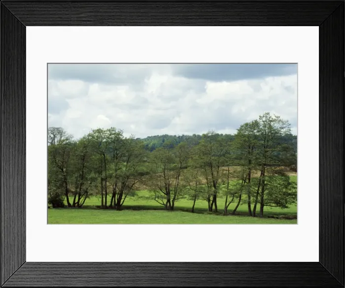 Framed Print : Alder Trees - following line of stream Framed Print : Alder Trees - following line of stream