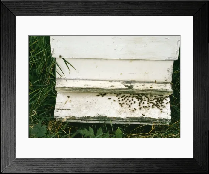 Framed Print : Honey Bees Fanning to create air current to lower hive temperature Framed Print : Honey Bees Fanning to create air current to lower hive temperature