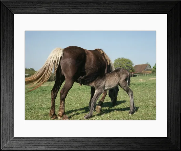 Framed Print : Highland Horse - mare & foal Framed Print : Highland Horse - mare & foal