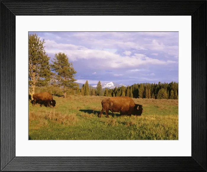 Framed Print : American Bison / Buffalo Yellowstone National Park, USA Framed Print : American Bison / Buffalo Yellowstone National Park, USA