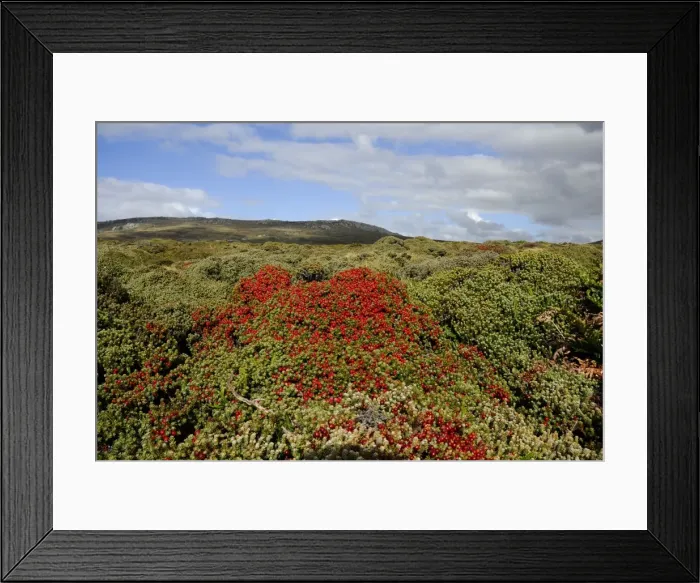 Framed Print : Landscape with Crawberry, Falkland Islands Framed Print : Landscape with Crawberry, Falkland Islands