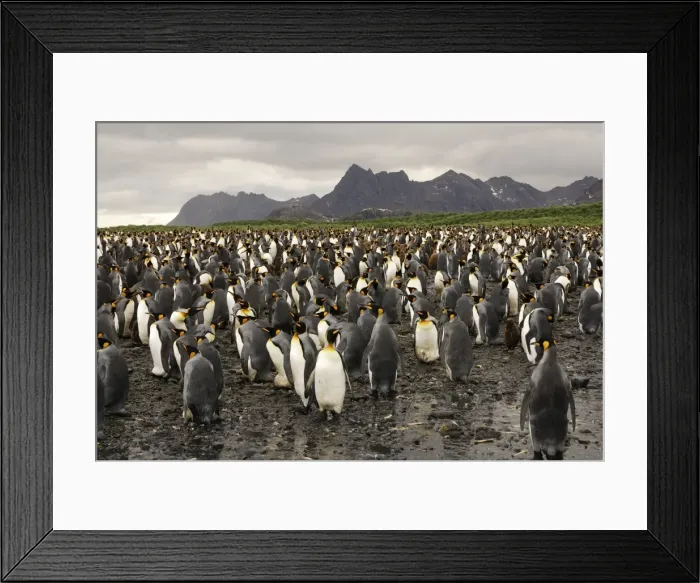 Framed Print : King Penguin colony, Gold Harbour, South Georgia, Antarctica Framed Print : King Penguin colony, Gold Harbour, South Georgia, Antarctica