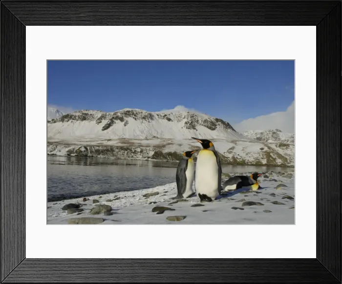 Framed Print : King Penguins in snow. Grytviken - South Georgia - Antarctica Framed Print : King Penguins in snow. Grytviken - South Georgia - Antarctica