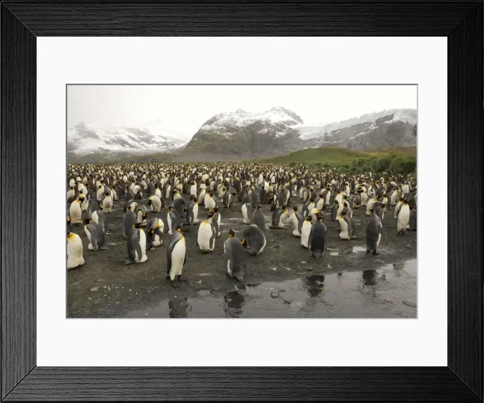 Framed Print : King Penguin colony. Gold Harbour - South Georgia - Antarctica Framed Print : King Penguin colony. Gold Harbour - South Georgia - Antarctica