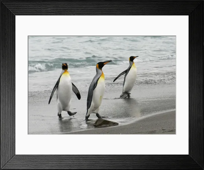 Framed Print : King Penguins leaving water, South Georgia, Antarctica Framed Print : King Penguins leaving water, South Georgia, Antarctica