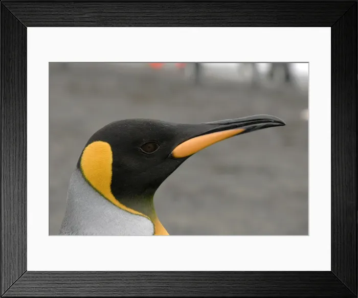 Framed Print : King Penguin portrait - South Georgia, Antarctica Framed Print : King Penguin portrait - South Georgia, Antarctica
