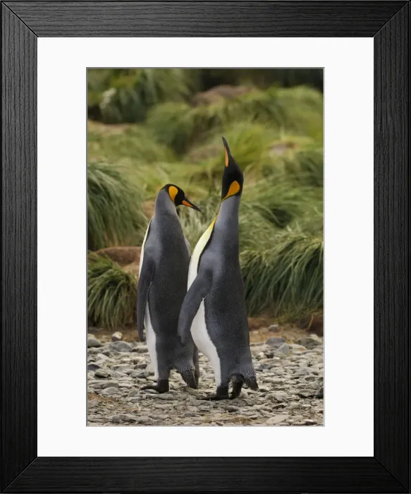 Framed Print : Pair of King Penguins - Gold Harbour, South Georgia, Antarctica Framed Print : Pair of King Penguins - Gold Harbour, South Georgia, Antarctica