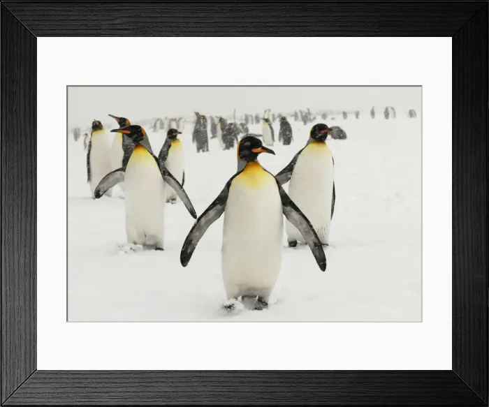 Framed Print : King Penguins in blizzard - South Georgia - St. Andrews Bay - Antarctica Framed Print : King Penguins in blizzard - South Georgia - St. Andrews Bay - Antarctica