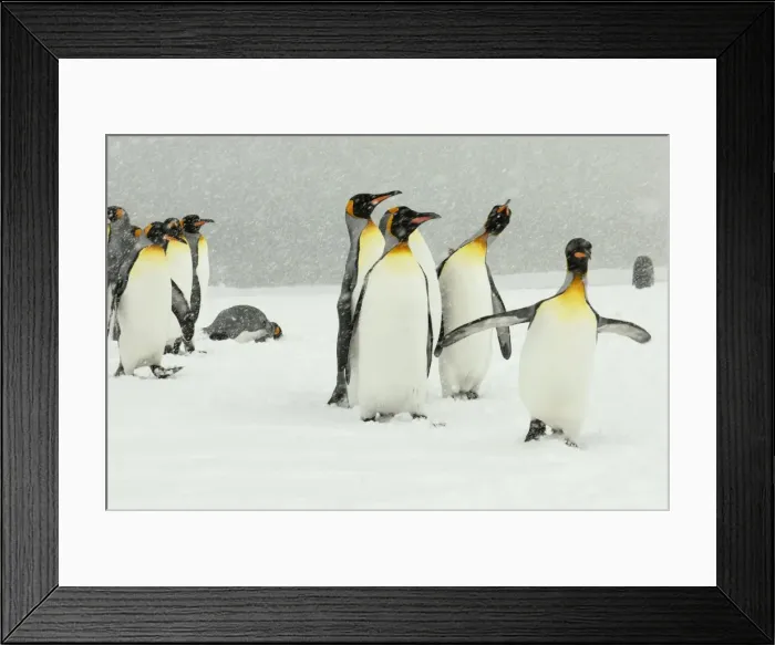 Framed Print : King Penguins in blizzard - South Georgia - St. Andrews Bay - Antarctica Framed Print : King Penguins in blizzard - South Georgia - St. Andrews Bay - Antarctica