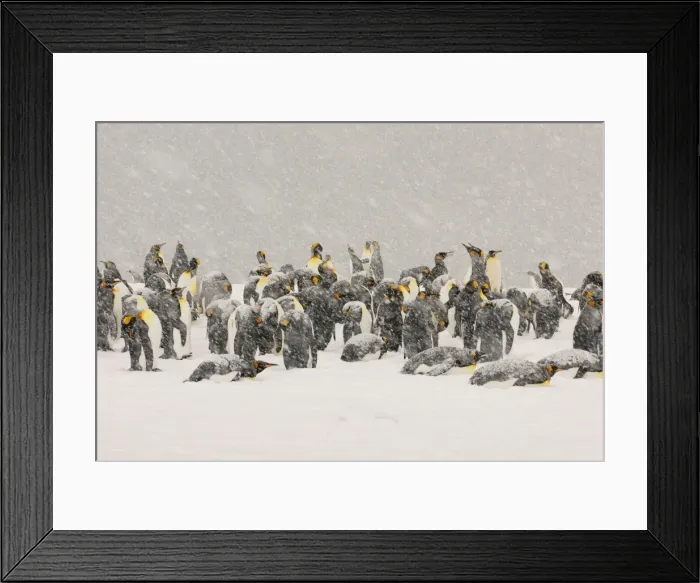 Framed Print : King Penguins in blizzard - South Georgia - St. Andrews Bay - Antarctica Framed Print : King Penguins in blizzard - South Georgia - St. Andrews Bay - Antarctica