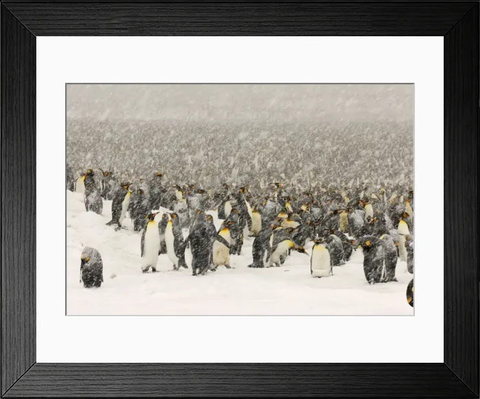 Framed Print : King Penguins in blizzard - South Georgia - St. Andrews Bay - Antarctica