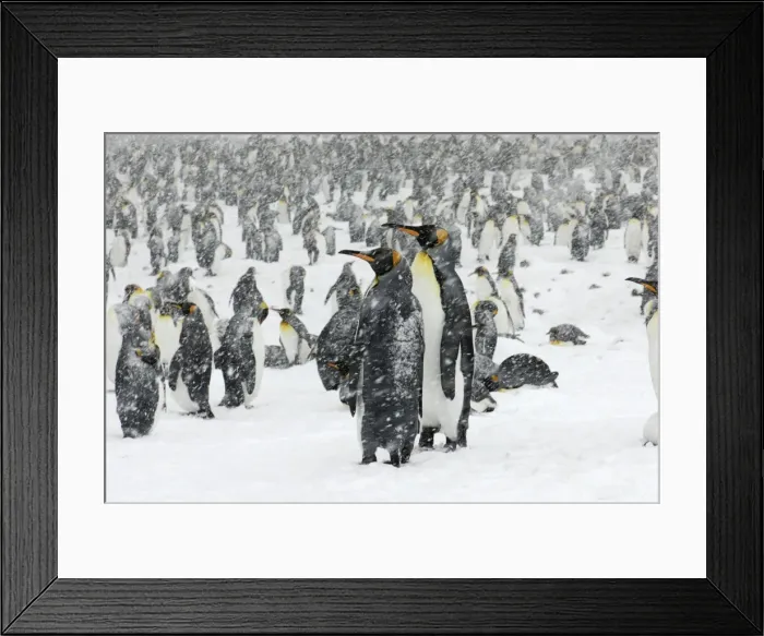 Framed Print : King Penguins in blizzard - South Georgia - St. Andrews Bay - Antarctica Framed Print : King Penguins in blizzard - South Georgia - St. Andrews Bay - Antarctica
