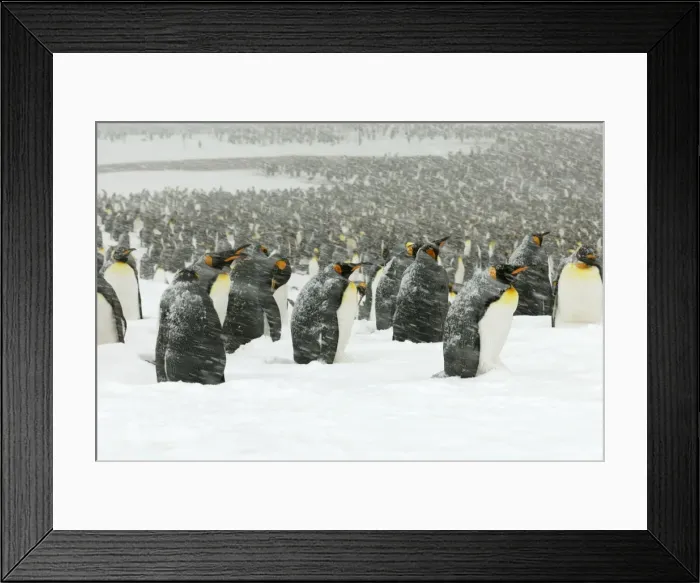 Framed Print : King Penguins in blizzard - South Georgia - St. Andrews Bay - Antarctica Framed Print : King Penguins in blizzard - South Georgia - St. Andrews Bay - Antarctica