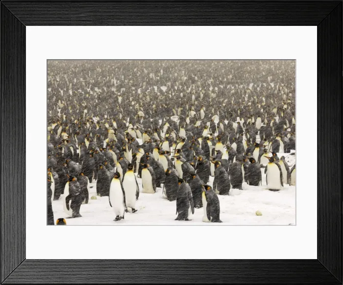 Framed Print : King Penguins in blizzard - South Georgia - St. Andrews Bay - Antarctica Framed Print : King Penguins in blizzard - South Georgia - St. Andrews Bay - Antarctica
