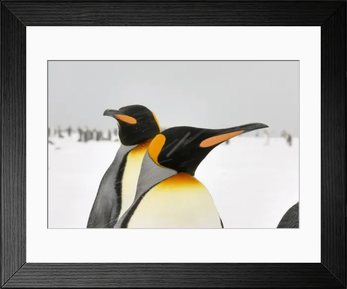 Framed Print : Pair of King Penguins in blizzard - South Georgia, Antarctica Framed Print : Pair of King Penguins in blizzard - South Georgia, Antarctica