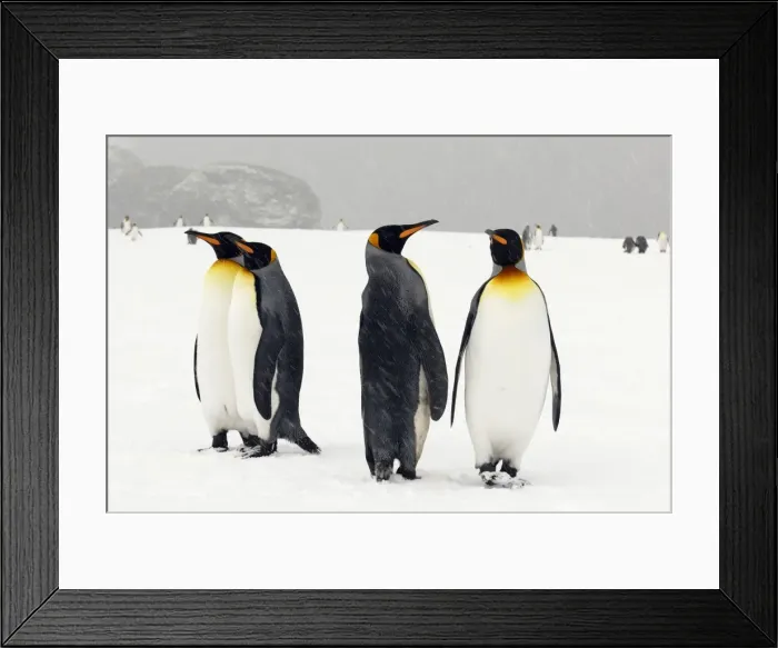 Framed Print : King Penguins in blizzard - South Georgia - Antarctica Framed Print : King Penguins in blizzard - South Georgia - Antarctica
