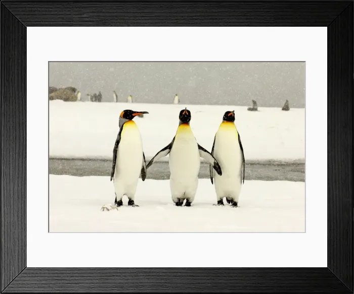 Framed Print : King Penguins in blizzard - South Georgia - Antarctica Framed Print : King Penguins in blizzard - South Georgia - Antarctica