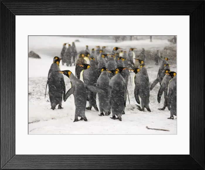 Framed Print : King Penguins in blizzard - South Georgia - Antarctica