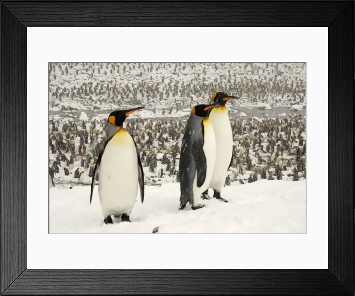 Framed Print : King Penguins in blizzard - South Georgia - St. Andrews Bay - Antarctica Framed Print : King Penguins in blizzard - South Georgia - St. Andrews Bay - Antarctica