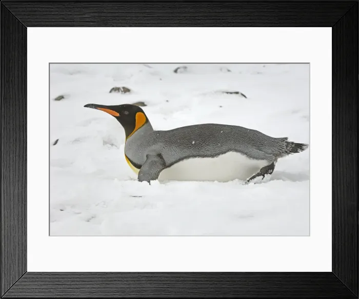 Framed Print : King Penguin - lying on snow, South Georgia, Antarctica Framed Print : King Penguin - lying on snow, South Georgia, Antarctica