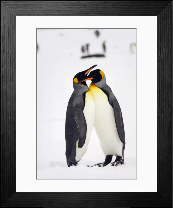 Framed Print : Pair of King Penguins - South Georgia - Antarctica Framed Print : Pair of King Penguins - South Georgia - Antarctica