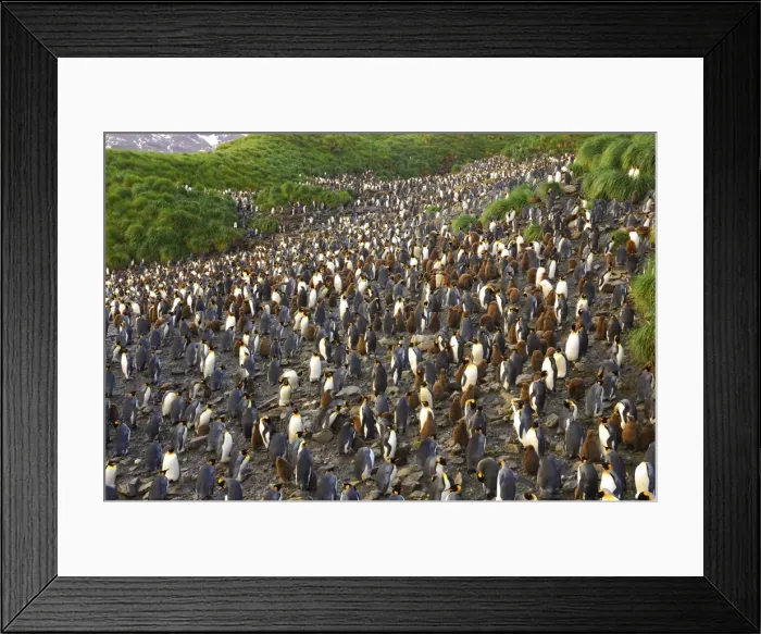 Framed Print : King Penguin colony. South Georgia - Salisbury Plain - Antarctica Framed Print : King Penguin colony. South Georgia - Salisbury Plain - Antarctica
