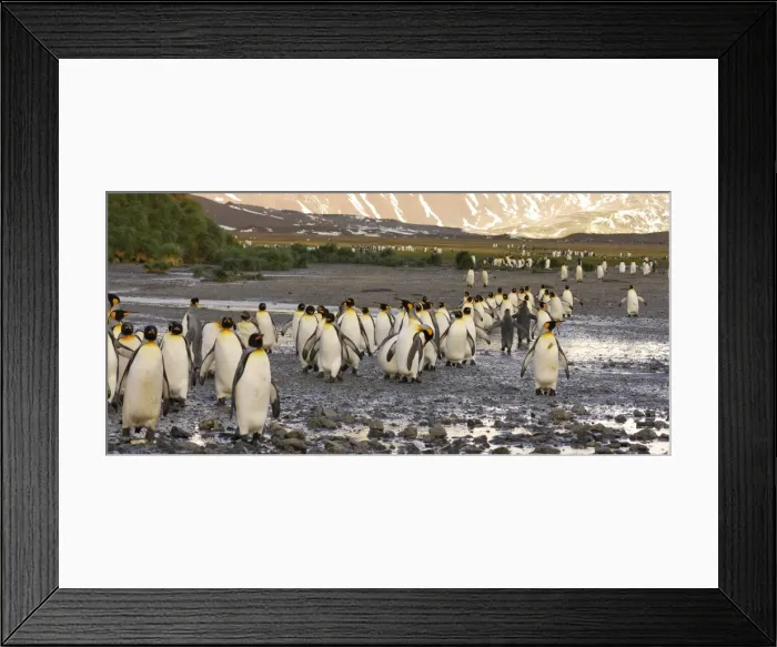 Framed Print : King Penguin colony. South Georgia - Salisbury Plain - Antarctica Framed Print : King Penguin colony. South Georgia - Salisbury Plain - Antarctica
