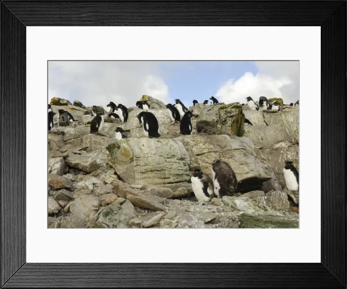 Framed Print : Rock hopper Penguins, Falkland Islands Framed Print : Rock hopper Penguins, Falkland Islands