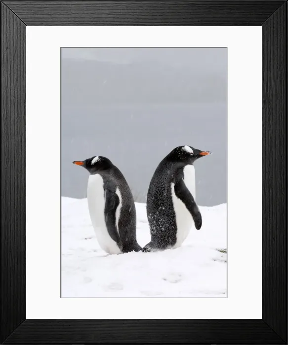 Framed Print : Gentoo Penguins - in snow, South Georgia, Antarctica Framed Print : Gentoo Penguins - in snow, South Georgia, Antarctica