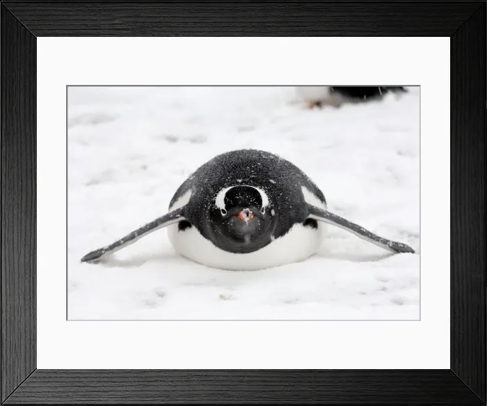 Framed Print : Gentoo Penguins - Lying down in snow - South Georgia - Antarctica Framed Print : Gentoo Penguins - Lying down in snow - South Georgia - Antarctica