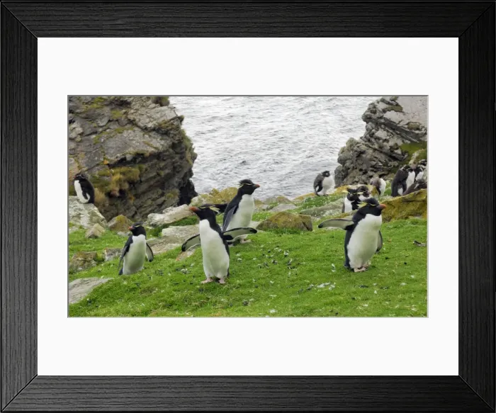Framed Print : Rockhopper Penguins - On cliff top - Falkland Islands Framed Print : Rockhopper Penguins - On cliff top - Falkland Islands