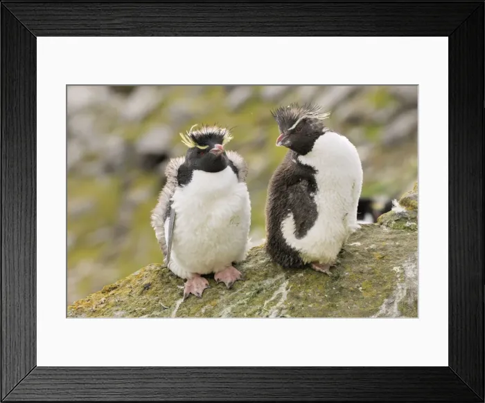 Framed Print : Rockhopper Penguins - Young ones - Falkland Islands Framed Print : Rockhopper Penguins - Young ones - Falkland Islands