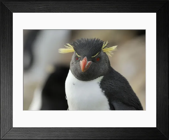 Framed Print : Rockhopper Penguins - Falkland Islands Framed Print : Rockhopper Penguins - Falkland Islands