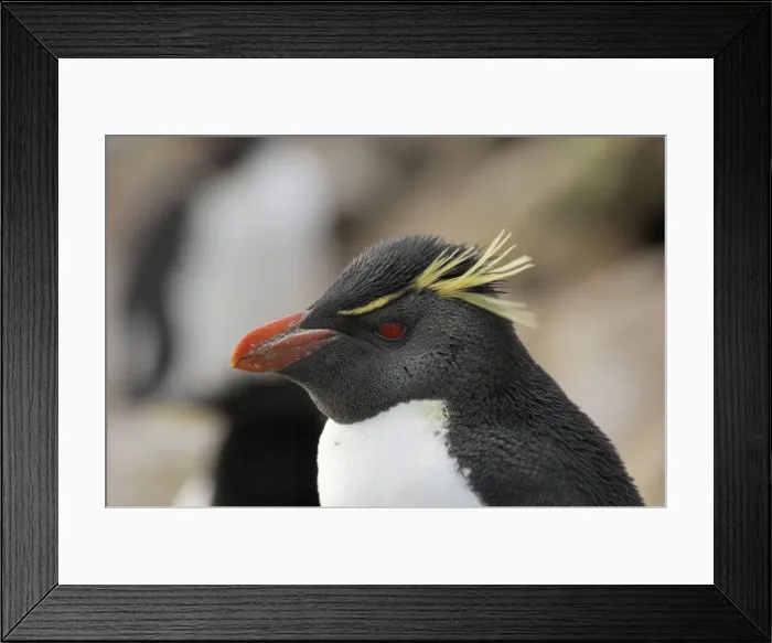 Framed Print : Rockhopper Penguin - Falkland Islands Framed Print : Rockhopper Penguin - Falkland Islands
