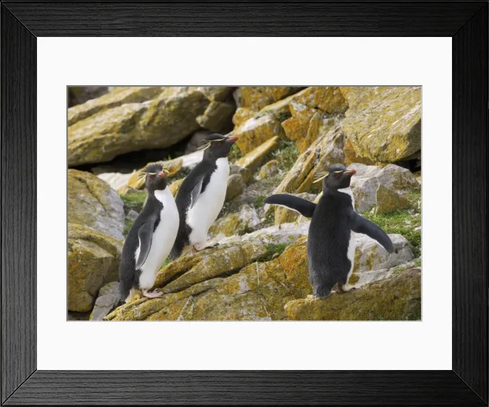 Framed Print : Rockhopper Penguins - Falkland Islands Framed Print : Rockhopper Penguins - Falkland Islands