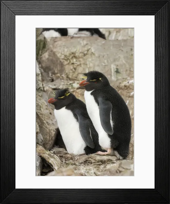 Framed Print : Rockhopper Penguins - Falkland Islands Framed Print : Rockhopper Penguins - Falkland Islands