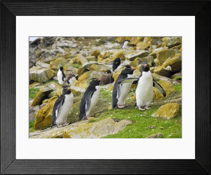 Framed Print : Rockhopper Penguins - Falkland Islands Framed Print : Rockhopper Penguins - Falkland Islands