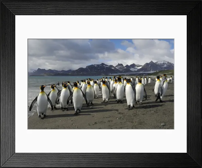Framed Print : King Penguin colony - South Georgia - Salisbury Plain - Antarctica Framed Print : King Penguin colony - South Georgia - Salisbury Plain - Antarctica