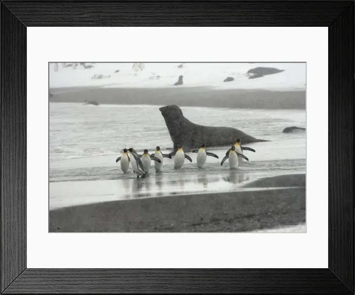 Framed Print : King Penguin and Elephant Seal in background - in blizzard, South Georgia, Antarctica Framed Print : King Penguin and Elephant Seal in background - in blizzard, South Georgia, Antarctica