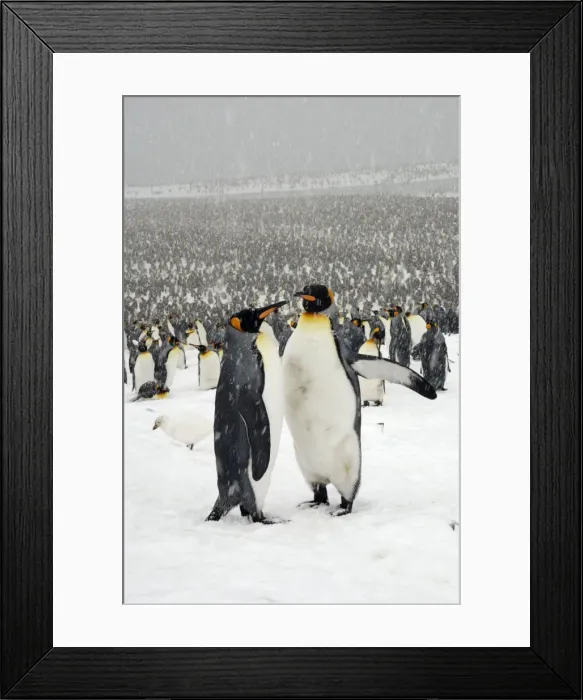 Framed Print : King Penguins in blizzard - South Georgia - St. Andrews Bay - Antarctica Framed Print : King Penguins in blizzard - South Georgia - St. Andrews Bay - Antarctica