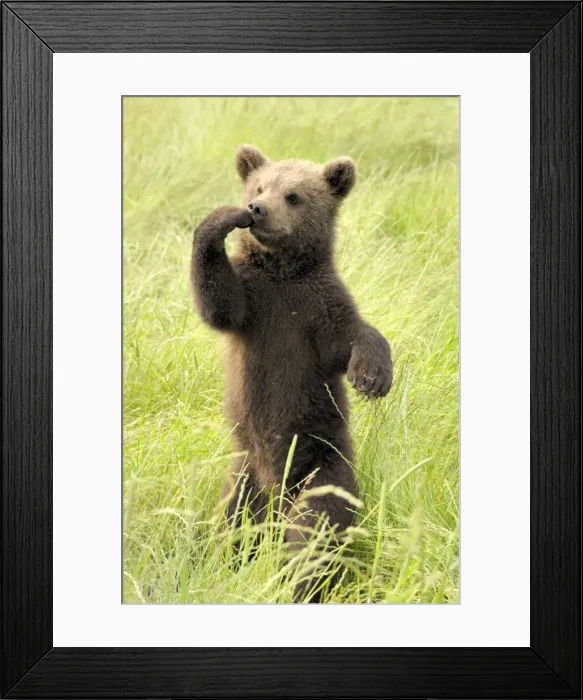 Framed Print : European Brown Bear - spring cub standing upright - Germany Framed Print : European Brown Bear - spring cub standing upright - Germany