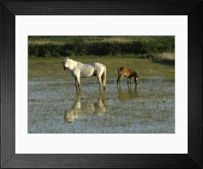 Framed Print : White Horses of Camargue - France Framed Print : White Horses of Camargue - France