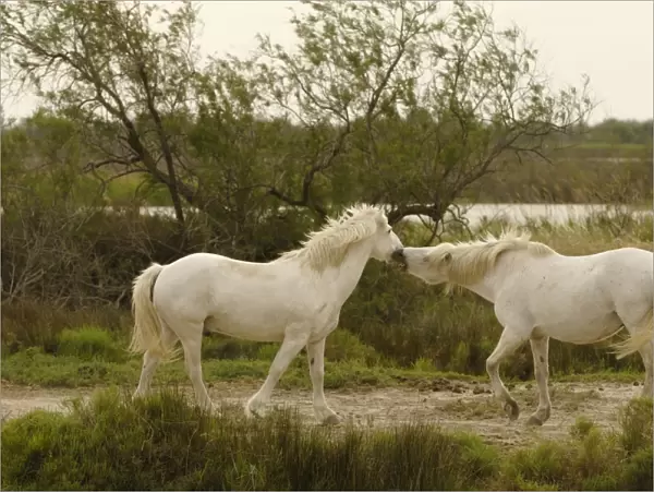 White Horses of Camargue - France