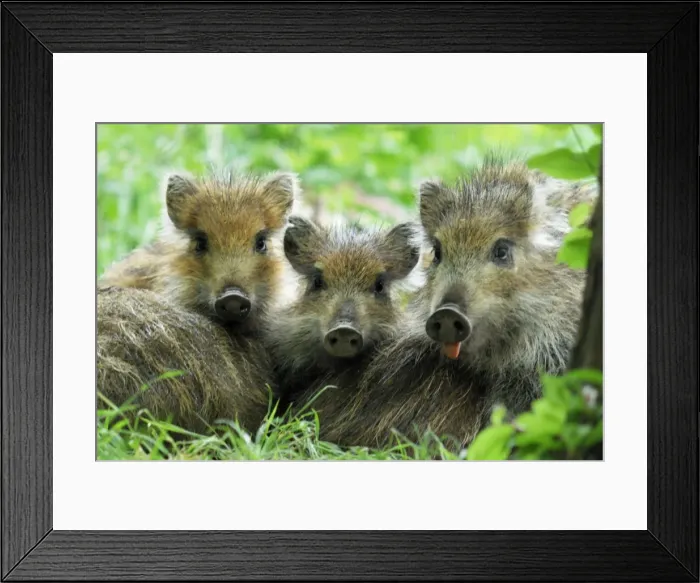 Framed Print : Wild Boar - young ones - Germany Framed Print : Wild Boar - young ones - Germany