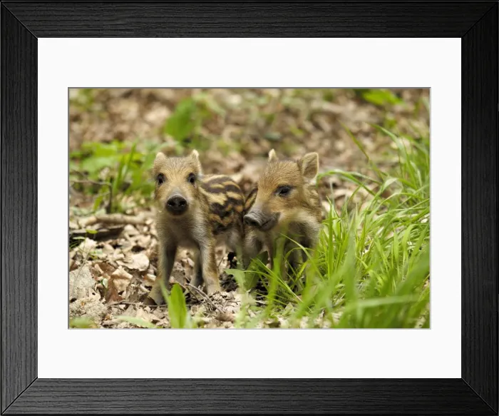Framed Print : Wild Boar - young ones - Germany Framed Print : Wild Boar - young ones - Germany
