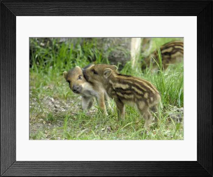Framed Print : Wild Boar - young ones playing - Germany Framed Print : Wild Boar - young ones playing - Germany