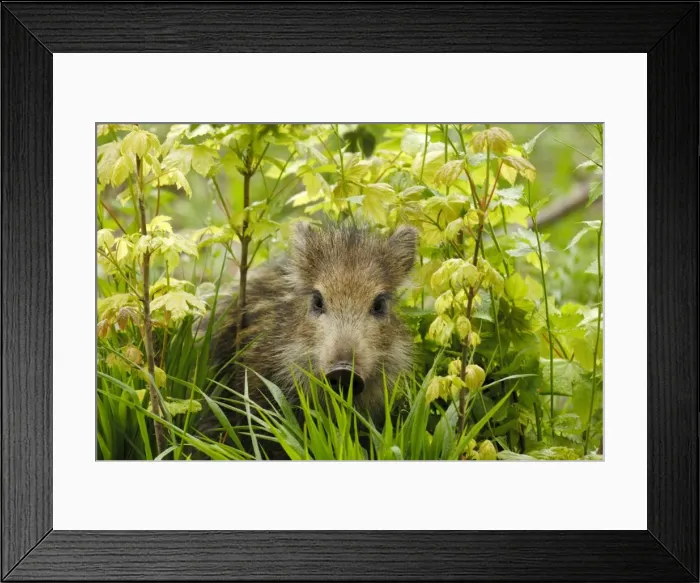 Framed Print : Wild Boar - young one - Germany Framed Print : Wild Boar - young one - Germany