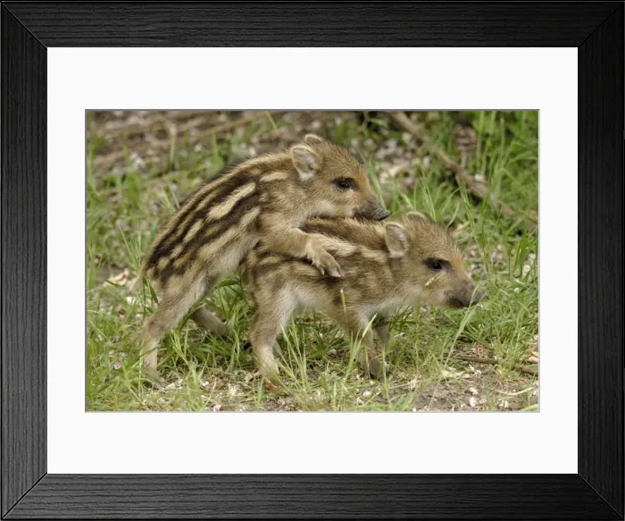 Framed Print : Wild Boar - young ones playing - Germany Framed Print : Wild Boar - young ones playing - Germany