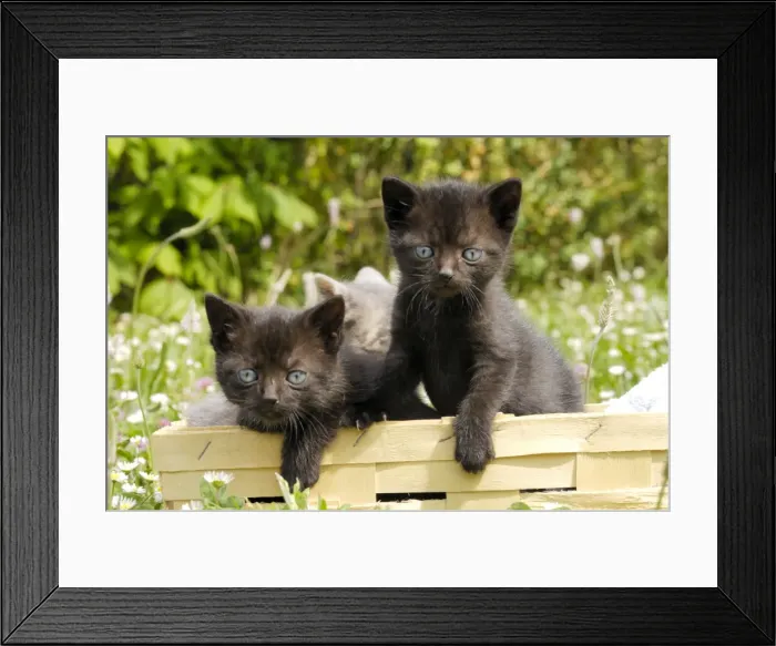 Framed Print : Cat - Kittens in box Framed Print : Cat - Kittens in box